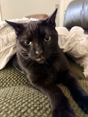 Meet your Posher, Tyamo